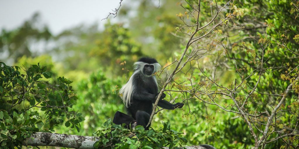 Curious Colobus monkey