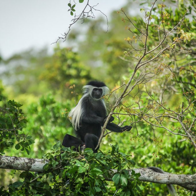 Curious Colobus monkey