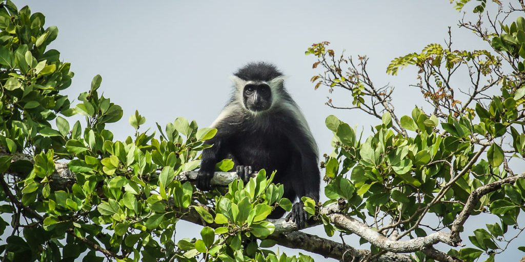 Colobus monkey next to the Mkwaju restaurant