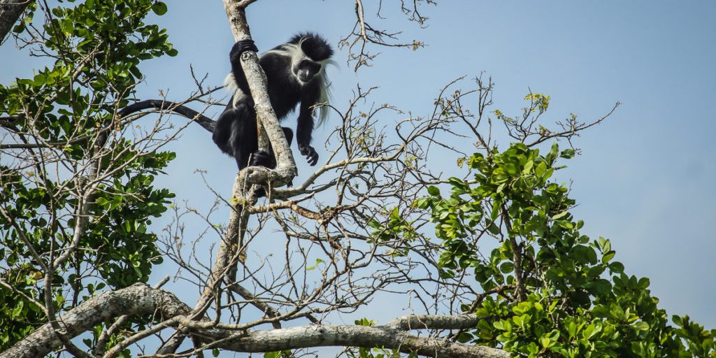 Playful Colobus monkey next to Mkwaju restaurant