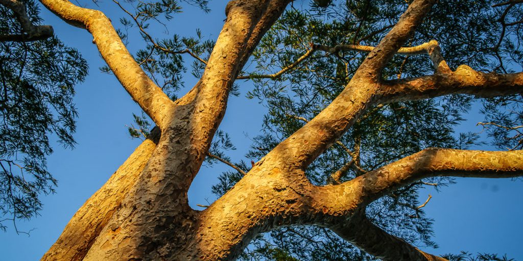 Miseni tree at the sacred hill