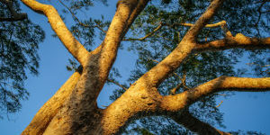 Miseni tree at the sacred hill